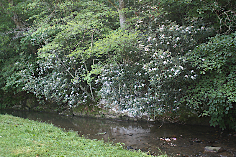 Rhododendron in bloom above Walnut Creek in late June