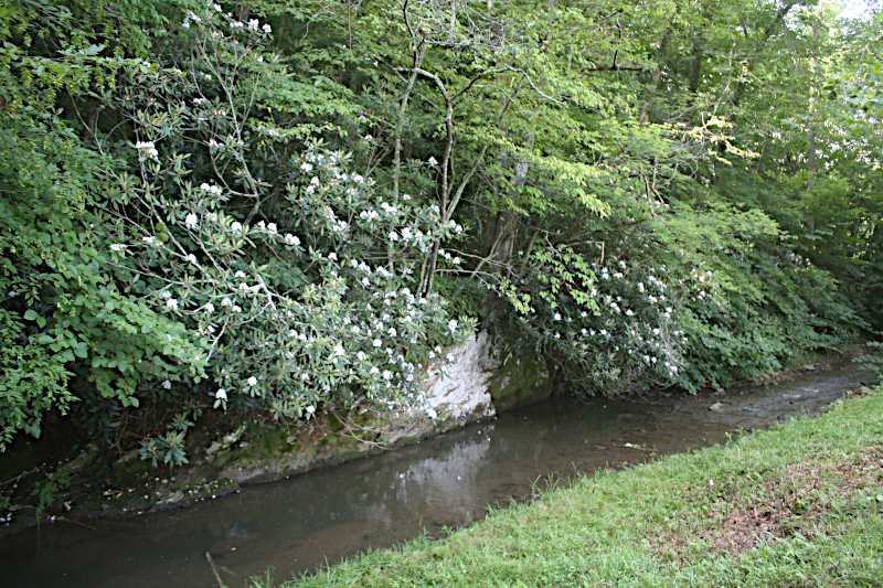 Rhododendron in bloom above Walnut Creek