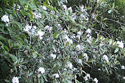 Rhododendron in bloom above Walnut Creek.