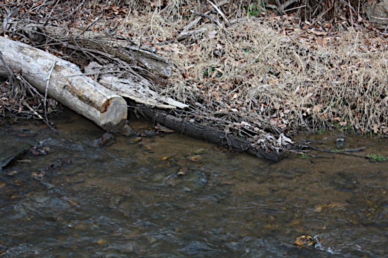 Rhododendron in bloom above Walnut Creek