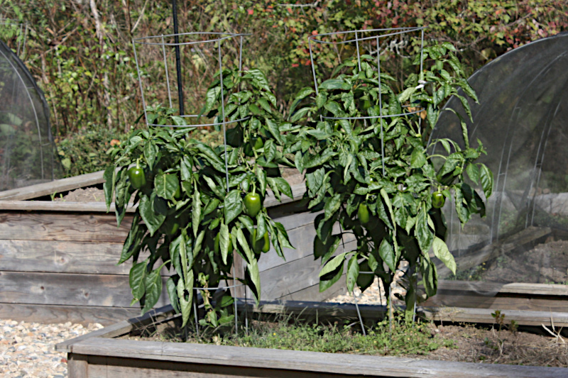 Two Bell Pepper plants laden with peppers.