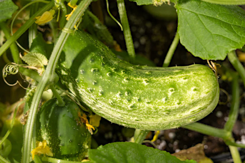 Close up of Homemade Pickles cucumber.