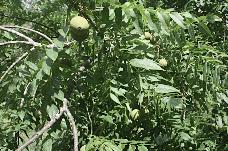 Founding member of Black Walnut orchard.