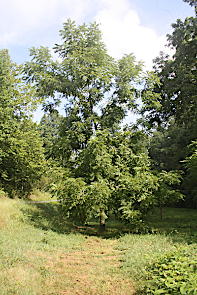 First Tree, sixteen year old.