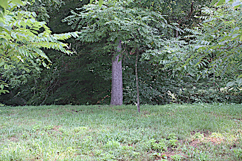 Black Walnut Orchard