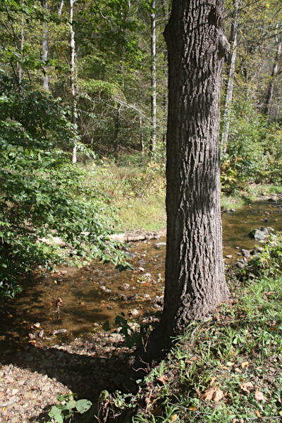 Matriarch Tree on the bank of Walnut Creek.