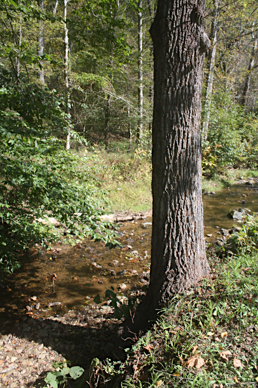 Matriarch Tree on the bank of Walnut Creek.