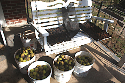Impromptu walnut processing center.
