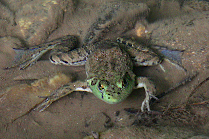 Bull Frog submerged in Walnut Creek