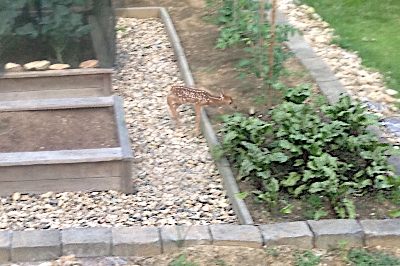 Great Blue Heron on Walnut Creek