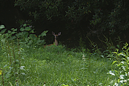 Whitetail doe and fawn on Walnut Creek.
