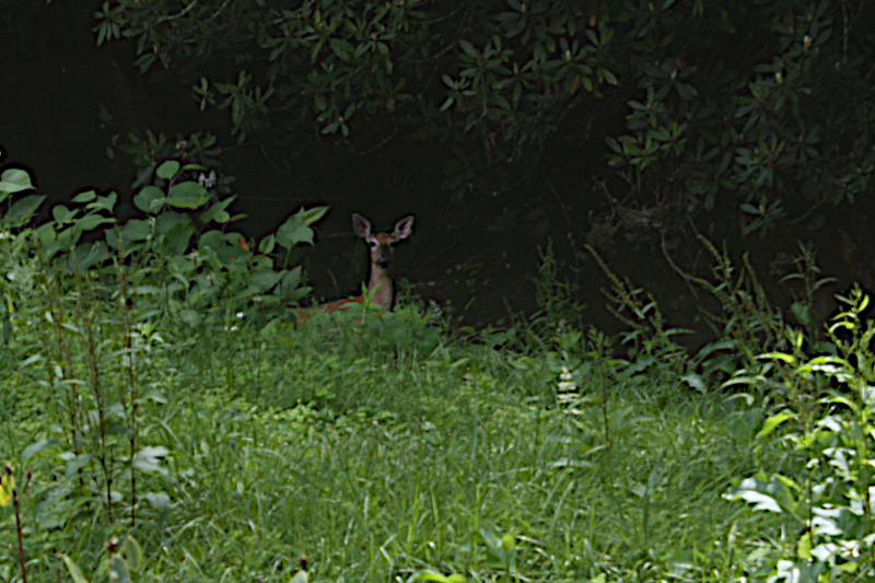 View from my workbench. Doe watching me from the creek bank.