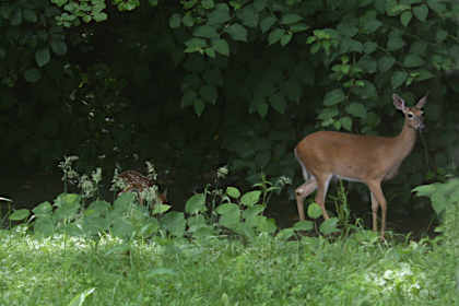Whitetail doe and fawn on Walnut Creek.