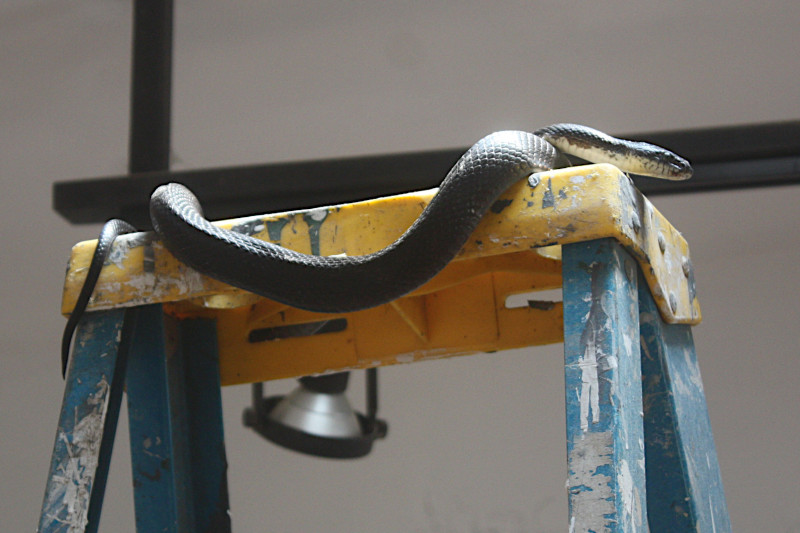 Black Rat Snake atop my ladder in the gallery.