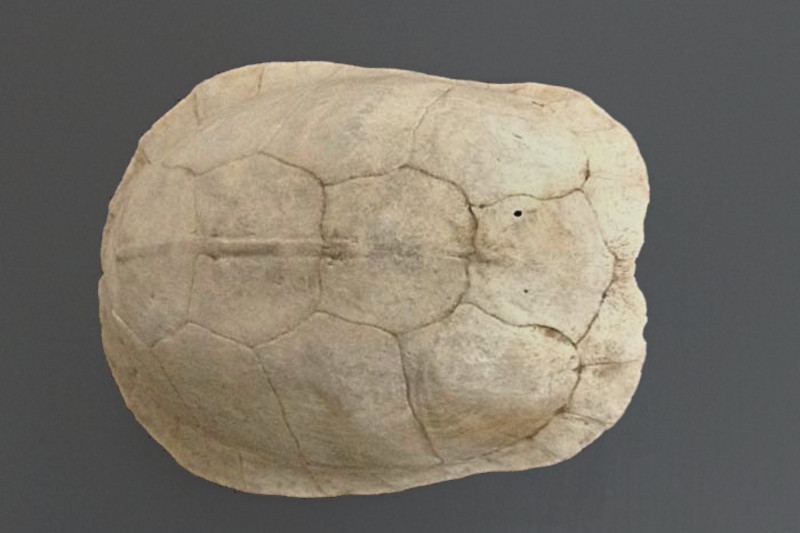 Exterior view of Eastern Box Turtle carapace.
		</font></p>