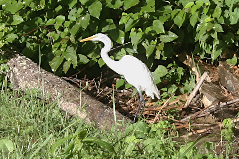 Great Egret on Walnut Creek
