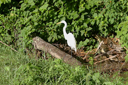 Great Egret, standing on one leg.