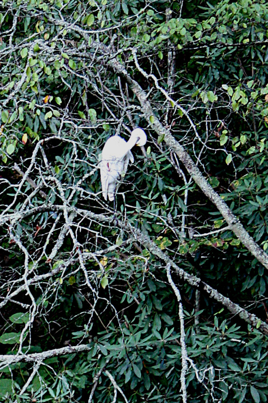 Great Egret on Walnut Creek